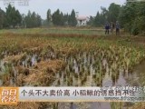 稻田养泥鳅,稻鳅共生一亩稻田增收5000元