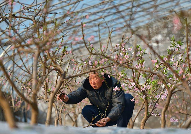 2月2日，河北省邢台市桥西区西北留村农民在生态设施温棚内为油桃剪枝。