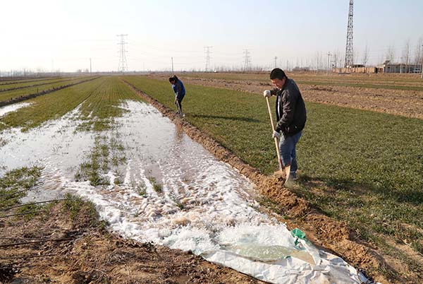 2月1日，河北省新河县南冯召村村民杨卜（ 前）在浇灌冬小麦。