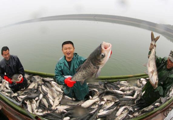 浙江湖州：年年有鱼 丰收安吉