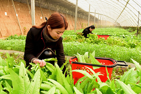 2月3日，河北省新乐市一农场的工作人员在大棚中采摘青菜。