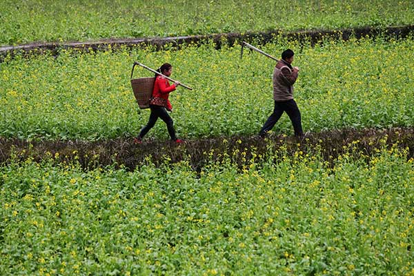2月3日，在重庆市黔江区新华乡新华村，村民在油菜地里劳作。