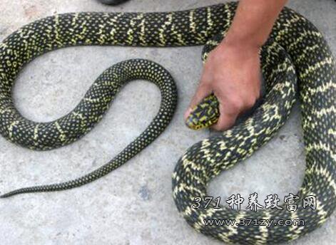 四川泸州黄远彬夫妻靠养殖肉蛇两年赚50万元