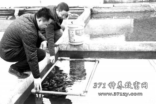 小山村喂出观赏鱼 一条锦鲤能卖几十万元