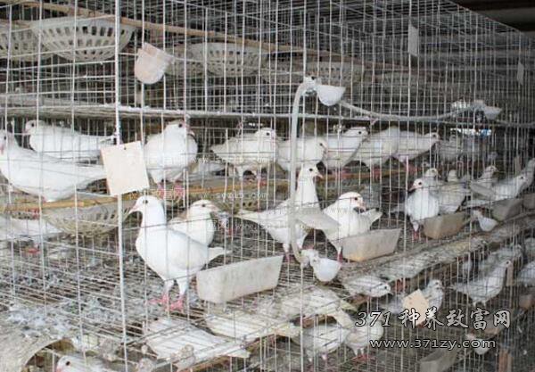 肉鸽养殖成本及效益分析：2017年养鸽子赚钱吗