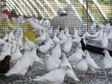 肉鸽养殖成本及效益分析：2017年养鸽子赚钱吗