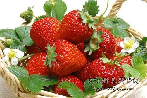 生态草莓采摘一斤40块钱，草莓种植园日收入过千元
