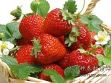 生态草莓采摘一斤40块钱，草莓种植园日收入过千元