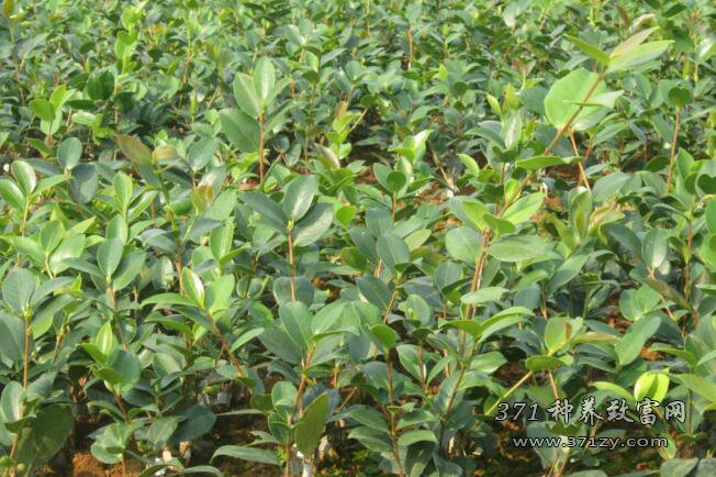 油茶树几年结果，一亩产量是多少？