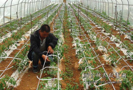 大棚西红柿播种和育苗的方法
