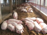 冬春季养猪要注意防低温高湿