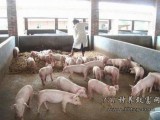 发酵床养猪节本又增效 生态致富两不误