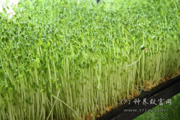 大棚种植芽苗菜效益高 一亩纯收入4万元以上