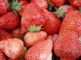 中牟县李峰百棵草莓苗闯出致富路 一亩草莓纯效益达6000元