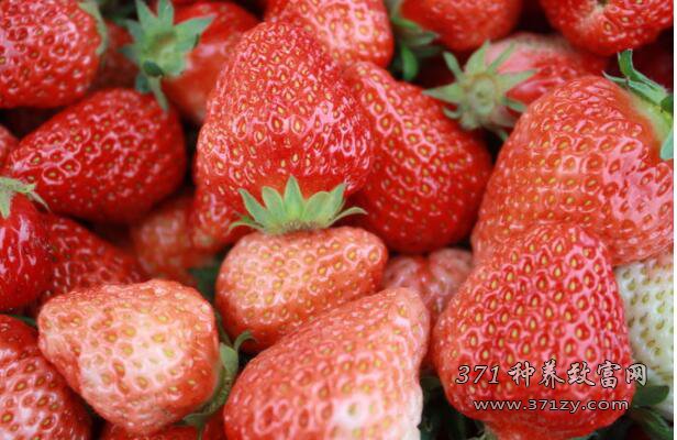 中牟县李峰百棵草莓苗闯出致富路 一亩草莓纯效益达6000元