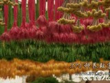 [绿色时空]苔藓微景观、水仙花雕刻 小花草做出“俏”生意