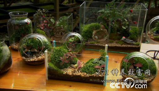 [绿色时空]苔藓微景观、水仙花雕刻 小花草做出“俏”生意