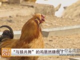 [每日农经]新疆吉木萨尔土鸡“与狼共舞”居然赚钱了