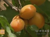 种植金杏一亩收入近万元 采摘游带来高效益