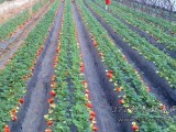 种草莓用上新技术每亩可产草莓2500斤