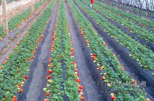 种草莓用上新技术每亩可产草莓2500斤