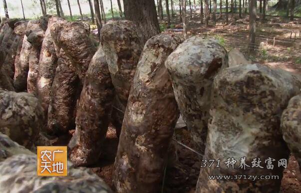 [农广天地]林下反季节种植香菇技术