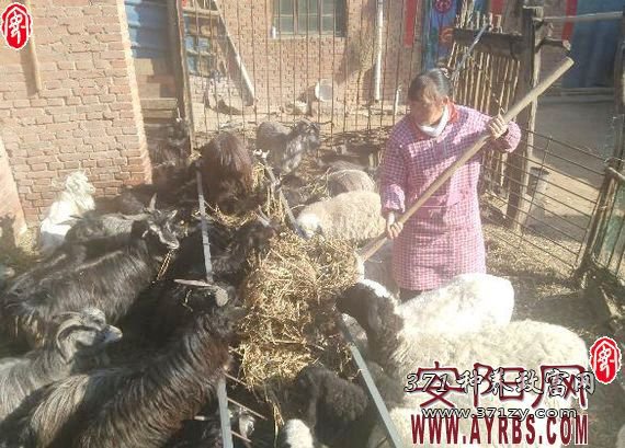 河南林州“明星夫妻”科学养羊致富有方