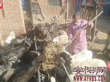 河南林州“明星夫妻”科学养羊致富有方