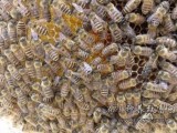 蜜蜂怎样繁殖？养蜂重在繁育管理