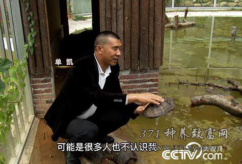 深圳单凯养殖黑颈龟快速赚钱的致富经