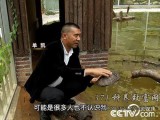 深圳单凯养殖黑颈龟快速赚钱的致富经