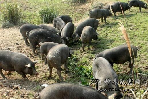 雷山县“野猪大王”杨德智养殖野猪、黑毛猪的致富路