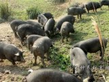 雷山县“野猪大王”杨德智养殖野猪、黑毛猪的致富路