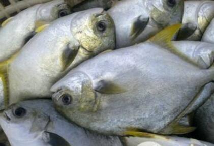 养在深海的金鲳鱼为何受宠