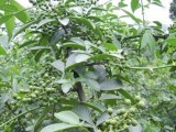 种植花椒和藤椒哪个效益高