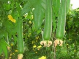 丝瓜的需肥特点是什么？怎样施肥产量高?