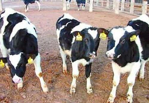 夏季养殖奶牛需要注意什么