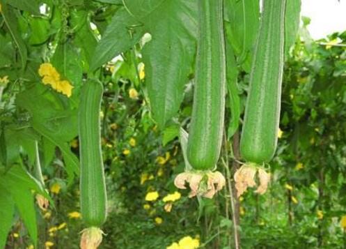 丝瓜的需肥特点是什么？怎样施肥产量高?
