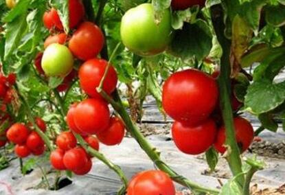 番茄红粉病发生原因和防治方法
