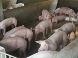 徐良英养猪妙招解决粪便污染，猪场不臭了！