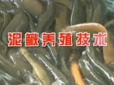 农广天地 泥鳅养殖技术视频