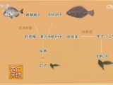 [农广天地]牙鲆鱼＂北鲆2号＂养殖技术