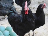 新疆乌苏张世恒养殖绿壳蛋鸡“订单+寄养”赚钱门路多