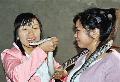 土家妇女马淑蓉“与蛇共舞”养蛇致富