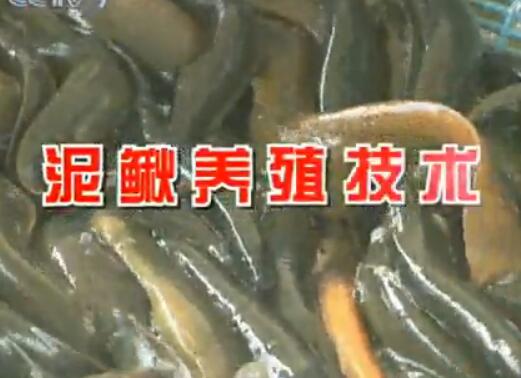 农广天地 泥鳅养殖技术视频