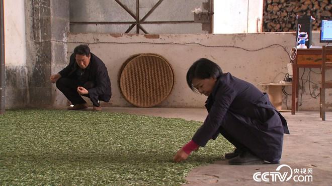 饱受争议的女人陈亚忠在古老村寨的财富发现-高黎贡山古树茶