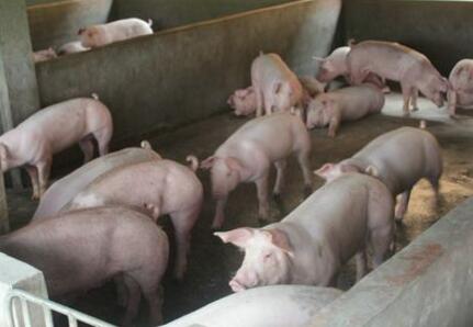 徐良英养猪妙招解决粪便污染，猪场不臭了！