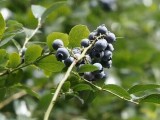 大棚种植蓝莓上市早效益高