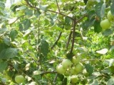 六月份苹果树施什么肥