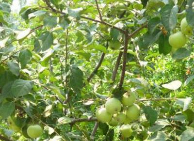 六月份苹果树施什么肥